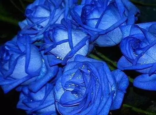 小雏菊为什么不能送人 它的花语是什么 小雏菊为什么不能送人 它的花语是什么