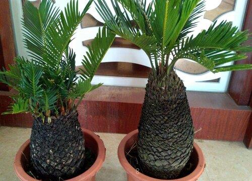 铁树放在哪里风水最好（家里面铁树摆放位置及风水讲究）