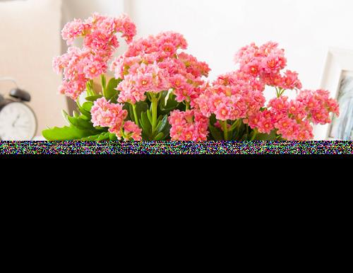 栀子花为什么不开花 不开花原因及解决方法