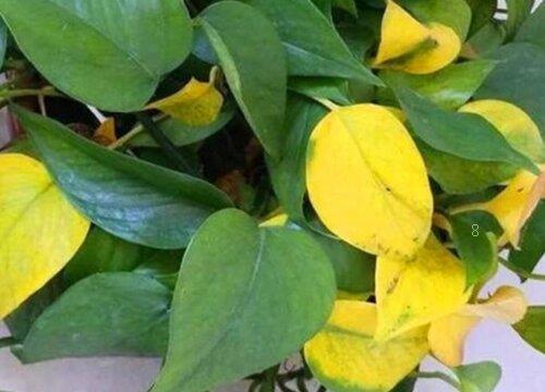 乙蒜素可防治哪些病害及作物（乙蒜素对果树、小麦有效）