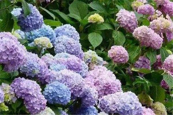 木棉花花语及寓意 适合送给哪些人 木棉花花语及寓意 适合送给哪些人