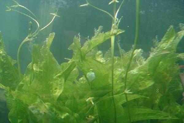 什么是水培植物 水培方法整理
