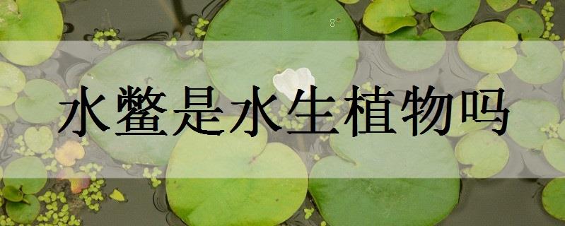 慈姑是水生植物吗 慈姑是水生植物吗