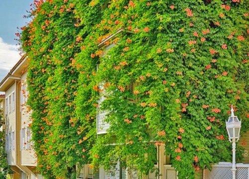 家里为什么不能养凌霄花（家庭养凌霄花盆栽风水禁忌）