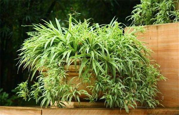 喜阳耐高温的植物花卉有哪些 有什么特征 喜阳耐高温的植物花卉有哪些 有什么特征