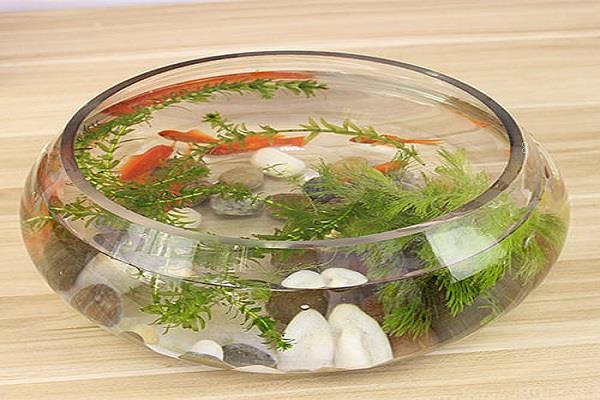 沉水植物有哪些 什么是沉水植物