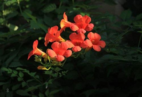 三角梅冬天落叶吗 冬季掉叶是怎么回事