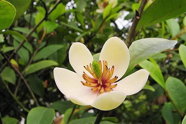 向日葵的花语和寓意 适合送给女友吗 向日葵的花语和寓意 适合送给女友吗