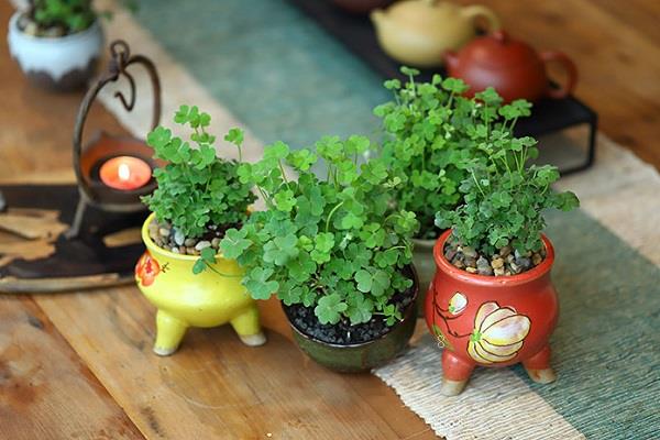 家里放干花勿忘我好吗 家里放干花勿忘我好吗