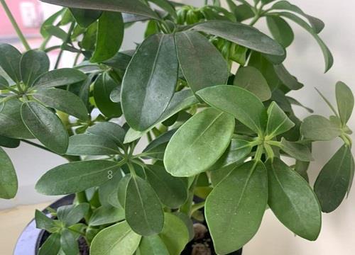 鸭掌木叶子发黄脱落怎么回事（鸭掌木黄叶掉叶是什么原因）