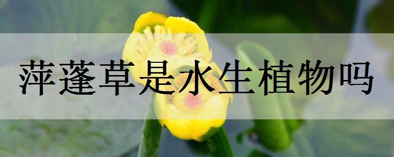 浮萍是水生植物吗 浮萍是水生植物吗