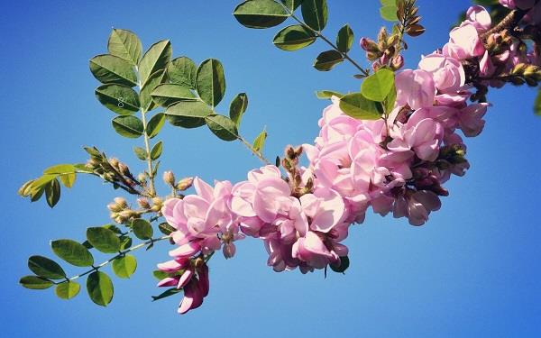 紫藤花的花语是什么 有哪些传说