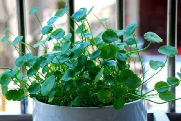 2025年家庭好养的花和植物有哪些常见的品种 2025年家庭好养的花和植物有哪些常见的品种