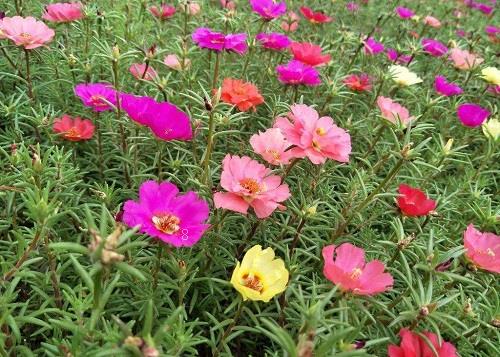 绣球花为什么不开花 不开花原因及解决方法