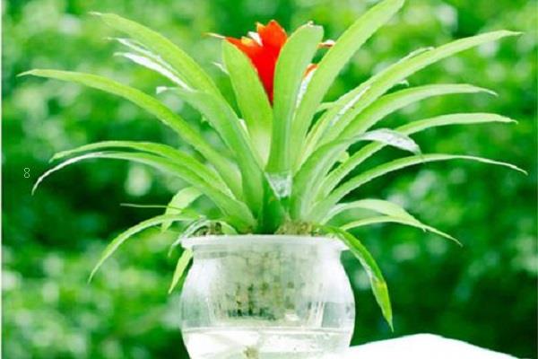 莲花烂根怎么办 补救方法有哪些 莲花烂根怎么办 补救方法有哪些