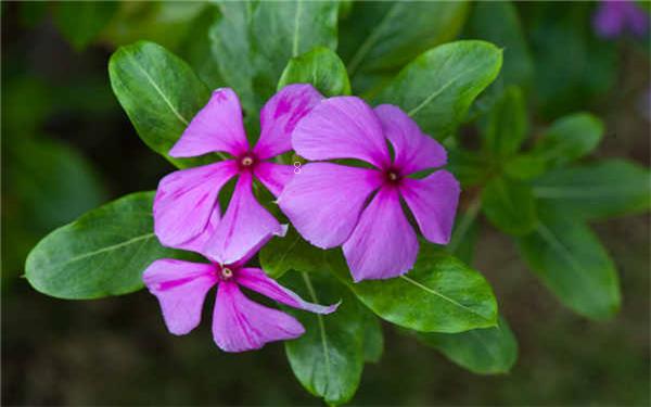 杭州市哪里有卖绿植的 什么绿植好养 杭州市哪里有卖绿植的 什么绿植好养