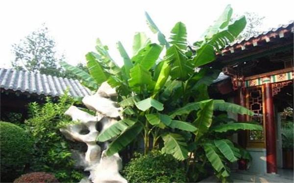 夏天的时候什么花会开 有哪些花卉植物 夏天的时候什么花会开 有哪些花卉植物