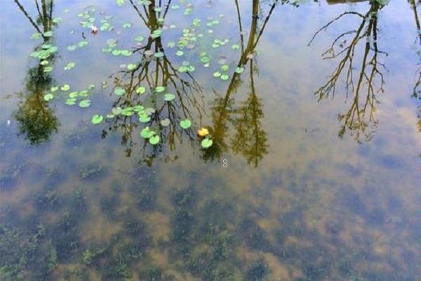 海带是植物吗 海带生长在哪里