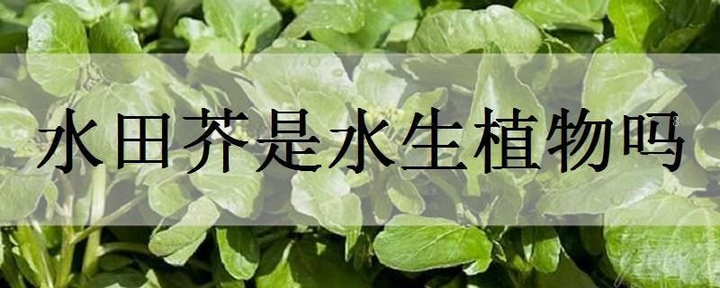金棒花是水生植物吗 金棒花是水生植物吗