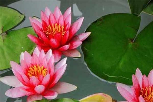 盆栽梭鱼草只长叶子不开花怎么办 盆栽梭鱼草只长叶子不开花怎么办