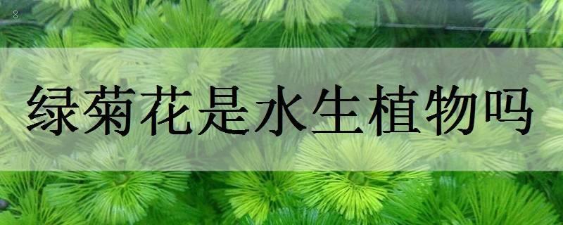 睡火莲是水生植物吗
