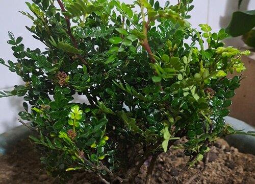 清香木用什么盆好 适合的养殖用盆