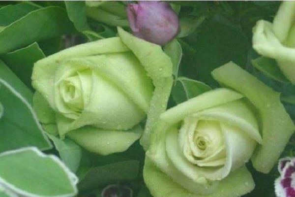 给老师送什么花合适 盘点适合表达敬爱的花卉 给老师送什么花合适 盘点适合表达敬爱的花卉