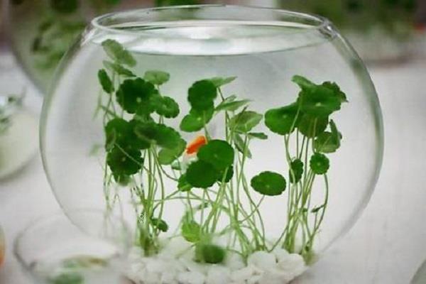 什么是水培植物 水培方法和技巧 什么是水培植物 水培方法和技巧