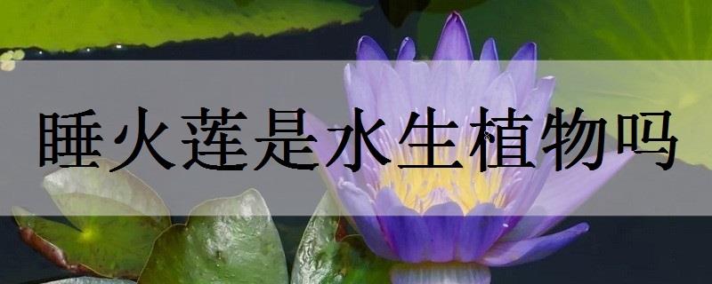 萍蓬草是水生植物吗
