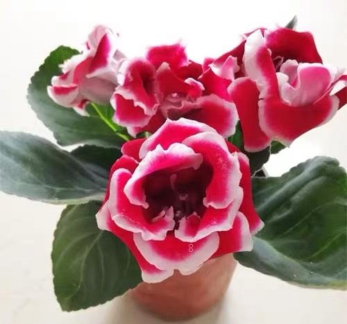 一帆风顺花叶子蔫了怎么办 打蔫原因及补救方法 一帆风顺花叶子蔫了怎么办 打蔫原因及补救方法