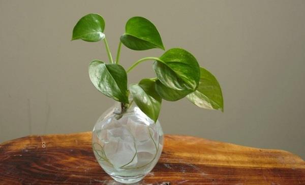 无土绿萝的栽培方法 有哪些观赏价值 无土绿萝的栽培方法 有哪些观赏价值