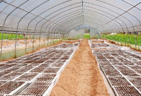 6月份蔬菜种植注意什么 蔬菜怎么播种养殖