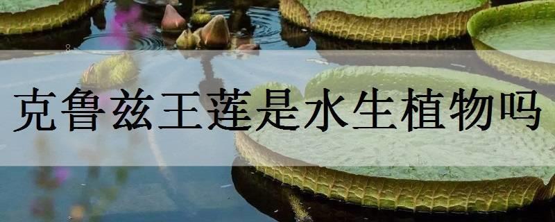 水种蒜苗的正确过程 无土栽培方法 水种蒜苗的正确过程 无土栽培方法