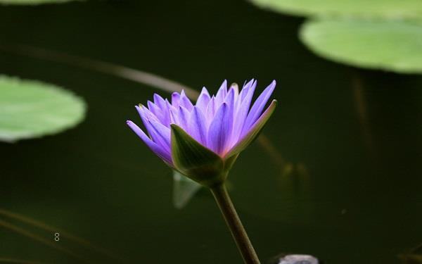 彼岸花在爱情里指什么意思 有哪些花语 彼岸花在爱情里指什么意思 有哪些花语