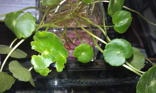 茉莉花叶子发黄怎么办 发黄原因与处理方法 茉莉花叶子发黄怎么办 发黄原因与处理方法