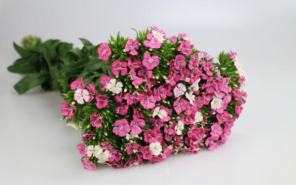 相思梅的花语是什么 有哪些寓意