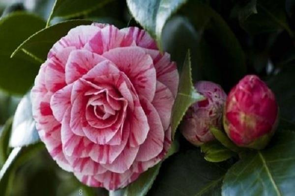 仙客来花语和寓意 可以送给哪些人 仙客来花语和寓意 可以送给哪些人