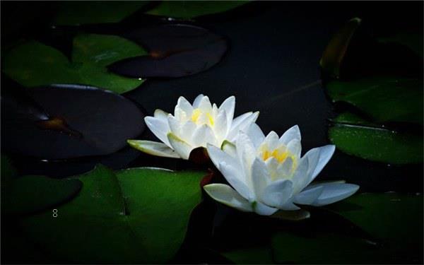 水缸里如何种植睡莲 睡莲养殖技巧有哪些