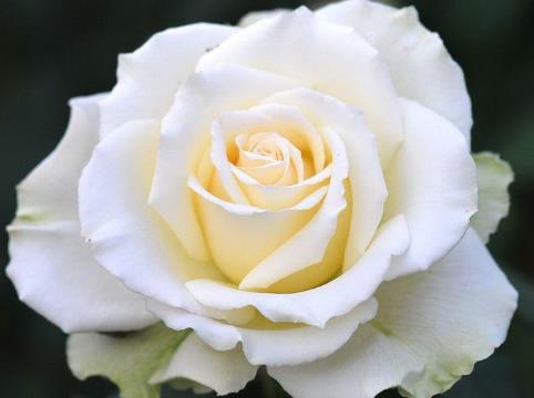 绣球花为什么不吉利 绣球花有什么寓意 绣球花为什么不吉利 绣球花有什么寓意
