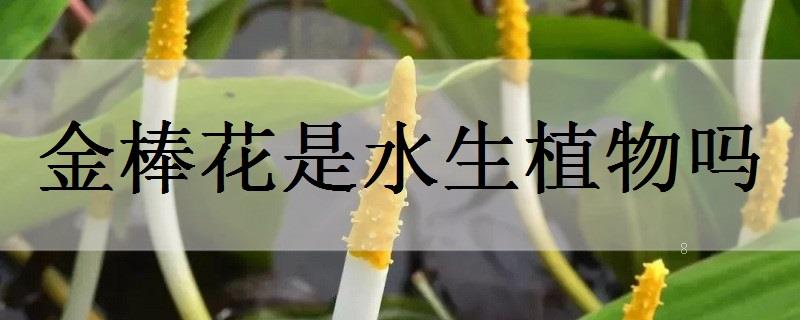 荇菜是水生植物吗 荇菜是水生植物吗