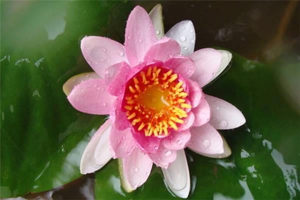 睡莲都有什么颜色 各色睡莲图片大全 睡莲都有什么颜色 各色睡莲图片大全