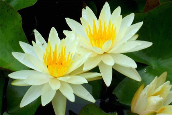 碗莲种子需要去外壳种植吗 如何养护发芽快 碗莲种子需要去外壳种植吗 如何养护发芽快