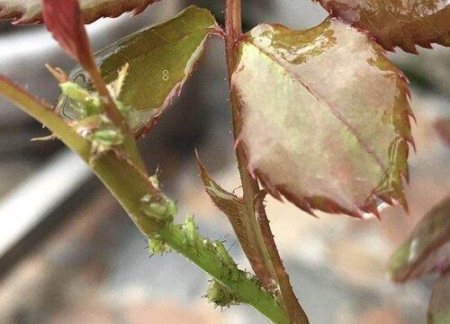 植物蚜虫是怎么产生的(关于农作物滋生蚜虫原因及处理) 植物蚜虫是怎么产生的(关于农作物滋生蚜虫原因及处理)