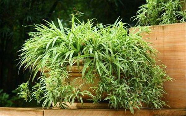 喜阳耐高温的植物花卉有哪些 有什么特征 喜阳耐高温的植物花卉有哪些 有什么特征