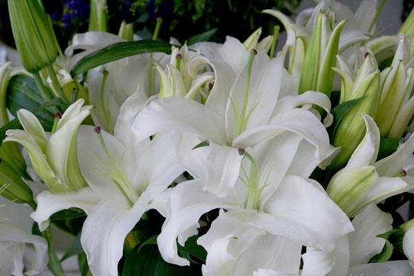 学生送老师什么鲜花比较好 教师节最适合送老师的花 学生送老师什么鲜花比较好 教师节最适合送老师的花