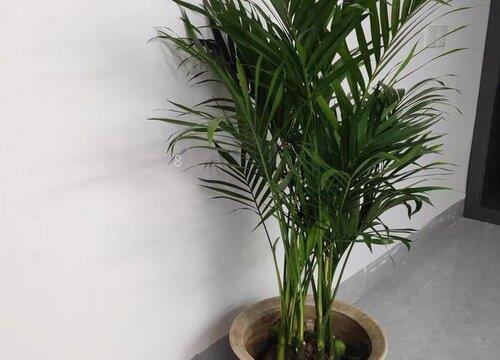 散尾葵为什么不适合放在家里（摆放在家里客厅位置与禁忌）