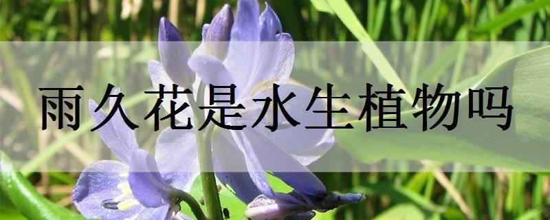 再力花是水生植物吗 再力花是水生植物吗