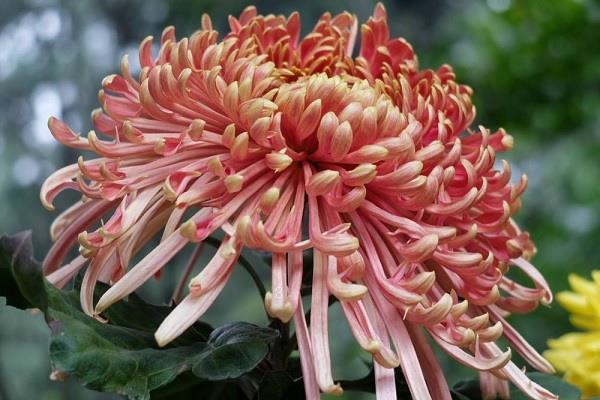 水仙花花语及寓意 适合送给哪些人 水仙花花语及寓意 适合送给哪些人