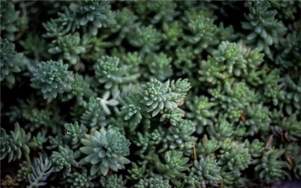 竹类植物能放在室内吗 有哪些观赏价值 竹类植物能放在室内吗 有哪些观赏价值