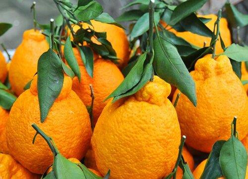 丑八怪什么时候成熟